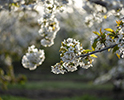 Orchard Blossom 75